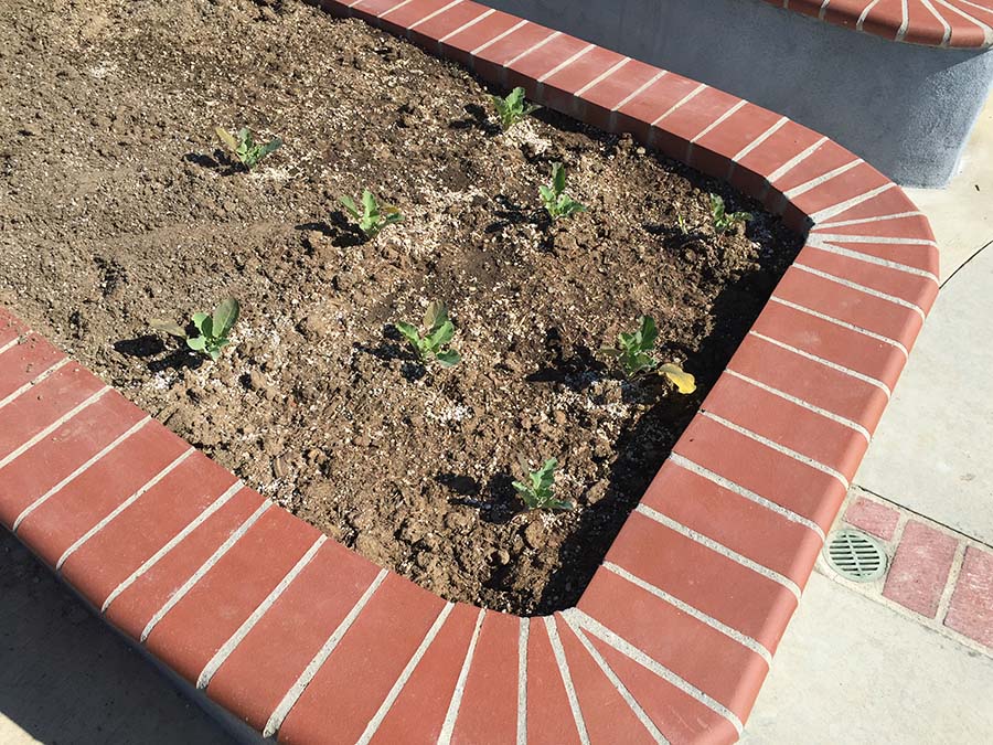 Cauliflower was planted on 2/8/2015